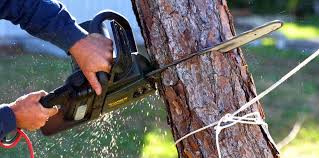 Best Grass Overseeding  in Madera, CA