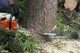 Best Root Management and Removal  in Madera, CA