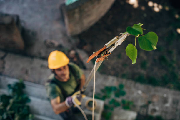 Best Commercial Tree Services  in Madera, CA