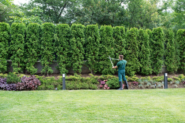 Best Lawn Grading and Leveling  in Madera, CA
