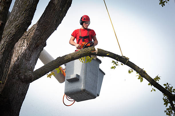 Best Stump Grinding and Removal  in Madera, CA